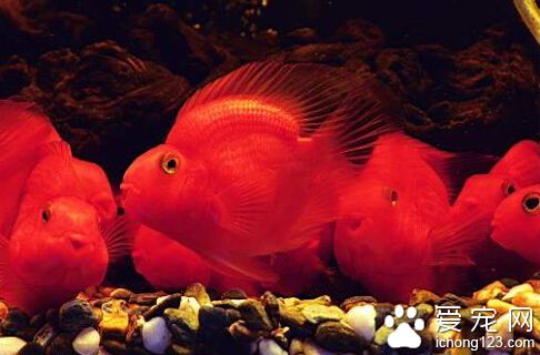  鹦鹉鱼的饲养 饲养者要耐心的去定期换水