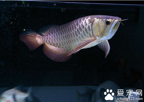 高背金龙鱼价格  教你正确选购高背金龙鱼