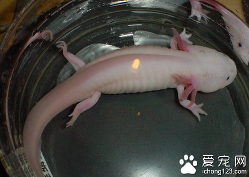 六角恐龙多少钱 六角恐龙的价格普遍不高