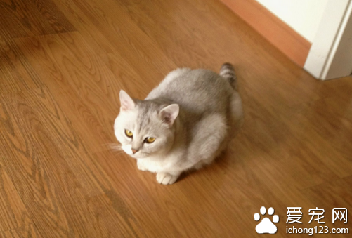 猫的大小便  教你真确的训练猫咪大小便