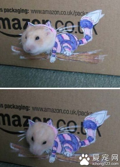 那天女儿让我也给她的小仓鼠穿上漂亮的衣服，于是。。