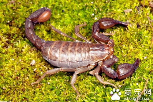 蝎子养殖方法  教你如何正确养殖蝎子