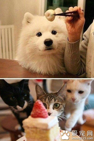 空有一颗减肥的心,生就一条吃货的命~