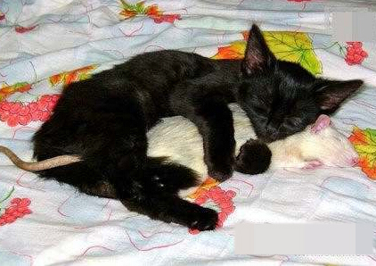 猫跟老鼠都在一起了，你还有什么理由不相信爱情！