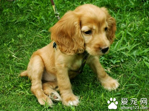 可卡的价格 可卡的价格与地区息息相关