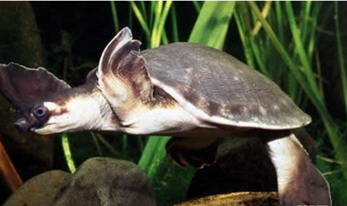 猪鼻龟多少钱 价格在一般人的接受范围内