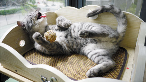 猫发情症状  带你了解猫发情时具体症状