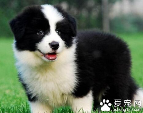 怎样训练边境牧羊犬 每次训练不超过5分钟