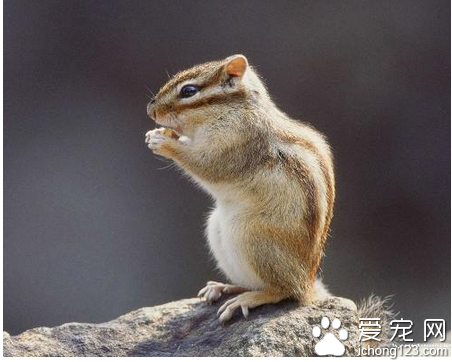 怎么抓松鼠 教你如何抓松鼠