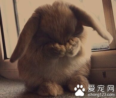垂耳兔的饲养方法 饮食需准备干净的开水