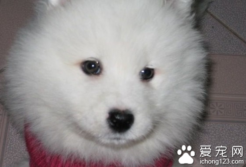 犬瘟热早期 犬瘟热早期的症状