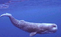 鲸的种类 蓝鲸是世界上最大的哺乳动物