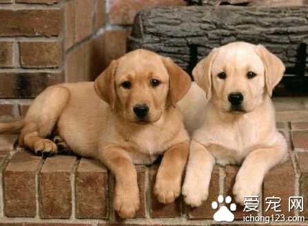 听话的小狗 主人对待它的态度非常的重要