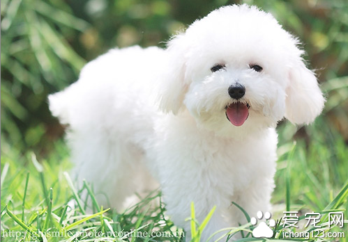 比熊犬价格 地区不同比熊犬价格也不同