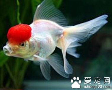 办公室养鱼风水 购买鱼的总数必须为单数