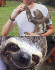 一只树懒的自拍，帅呆饿惹