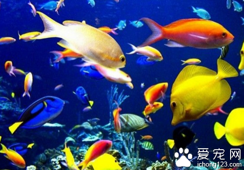  热带鱼养殖 教你怎么养殖热带鱼