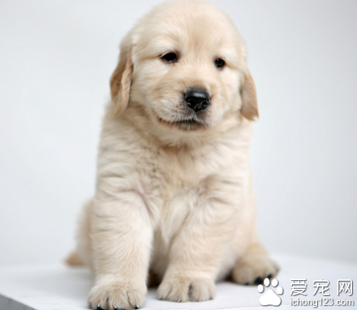 狗狗有跳蚤   解决狗狗有跳蚤的正确方法