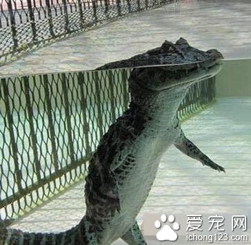 鳄鱼在水下是这样的吗？？哈哈哈哈哈！！！