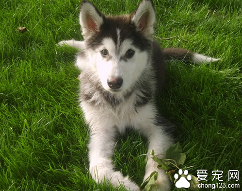 哈士奇怎么饲养 不同的年龄段饲养方式不同