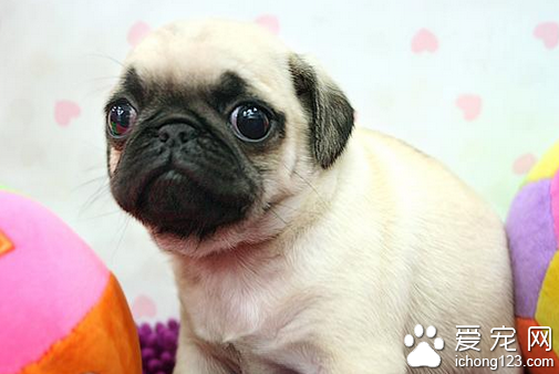  哈巴狗价格 正确选购哈巴狗的几个细节