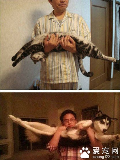 公主抱之喵星人PK哈士奇