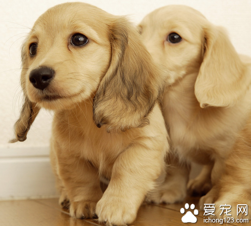 金毛尿频  尿频很有可能会是感冒所导致的