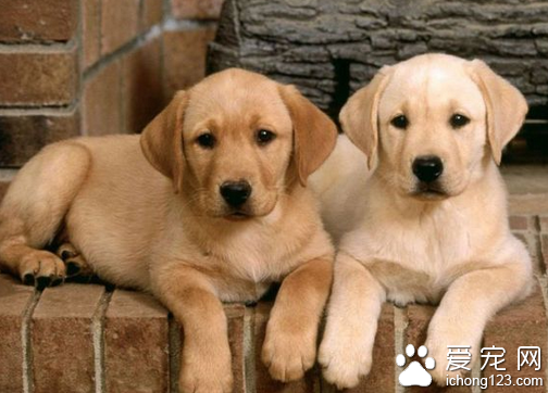 细小病毒症状   细小病毒的主要几大症状