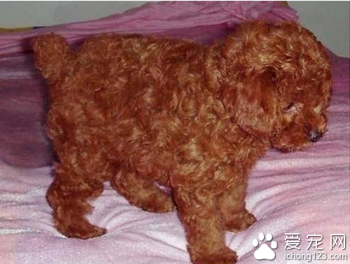 茶杯贵宾价格 具体的价格要看血统和地区