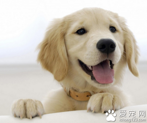 犬瘟症状 狗狗得犬瘟的死亡率是很高的