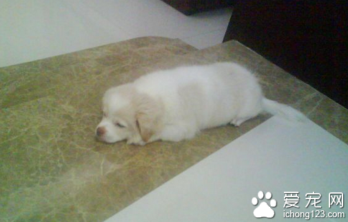 刚出生的小狗拉稀 一般可能是食物导致的