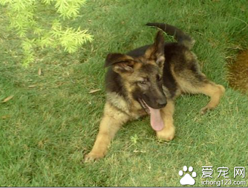 狗上火了怎么办 可能是饮食不当所造成的