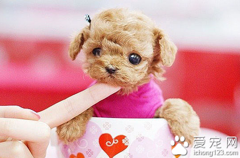 茶杯狗最便宜多少钱 一般价格和地区有关