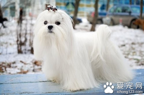 适合家养的小型犬 博美是其中不错的选择