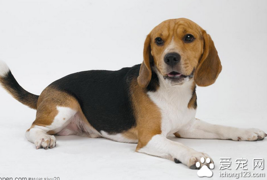 狗狗翻肠子怎么办 狗狗翻肠子的几个注意事项