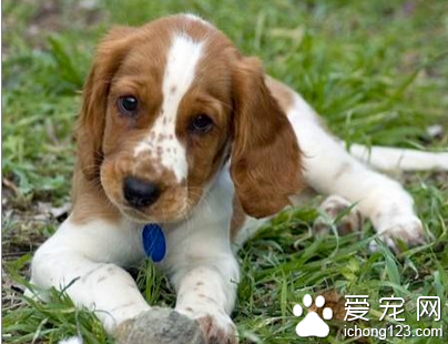 小狗上吐下泻   小狗上吐下泻的具体原因