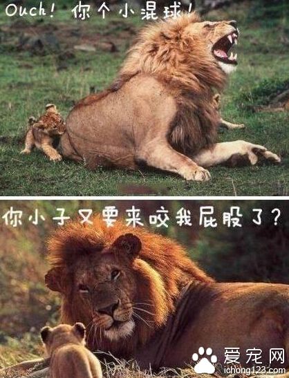 熊孩子总是热衷于一种恶作剧，玩不腻