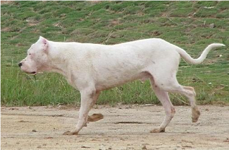 阿根廷杜高犬价格  真确选购的几个要素