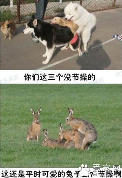 动物发情的时候真是太疯狂了