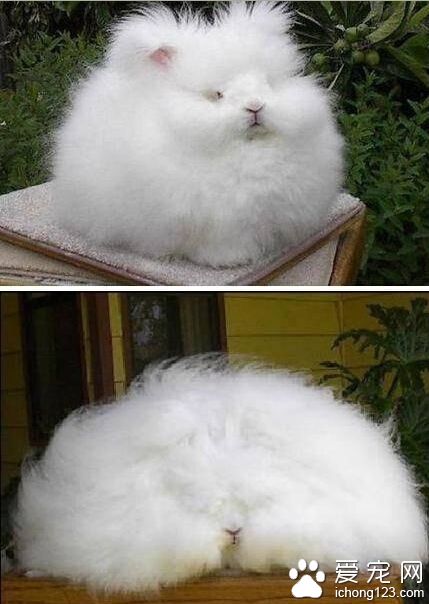 既草泥马草泥猪之后的草泥兔