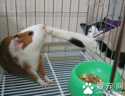 别以为藏在笼子里就安全了！喵了个咪的！看我的~~~~