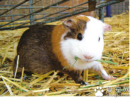 黑豚鼠养殖  教你如何养殖黑豚鼠