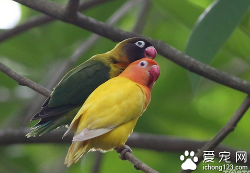 牡丹鹦鹉怎么分公母 牡丹鹦鹉公鸟骨盆触感突出