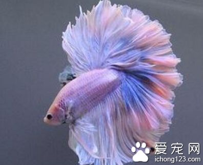 凤尾鱼繁殖 环境适合时每个月繁殖一次