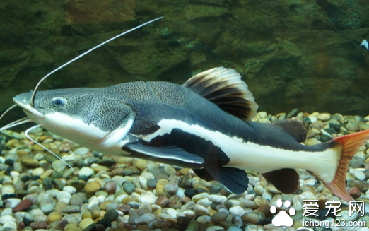 狗仔鲸怎么养 狗仔鲸饲养注意一下几点