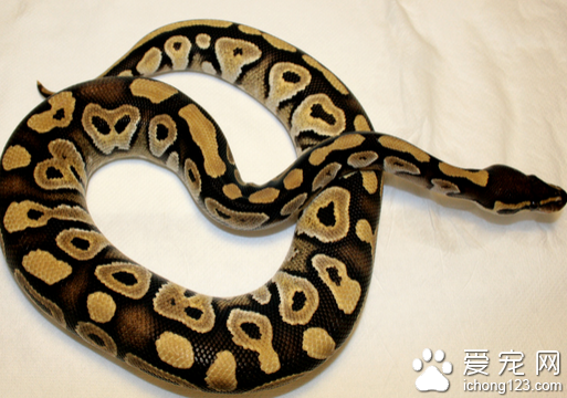 球蟒价格  选购球蟒时应该注意以下几点