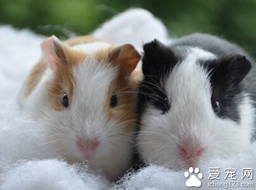 天竺鼠叫声 叫声不同别包含的意思也不同