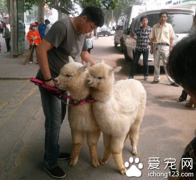 河南安阳市民牵着两只“神兽”上街，像明星一样引起市民围观。这两只神兽一共花了12万元，脾气温驯又调皮，如果生气的话，会追着人吐口水。
