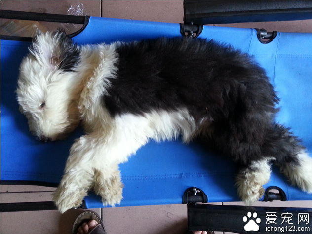 狗狗发烧吃什么药 教你如何治疗狗狗发烧