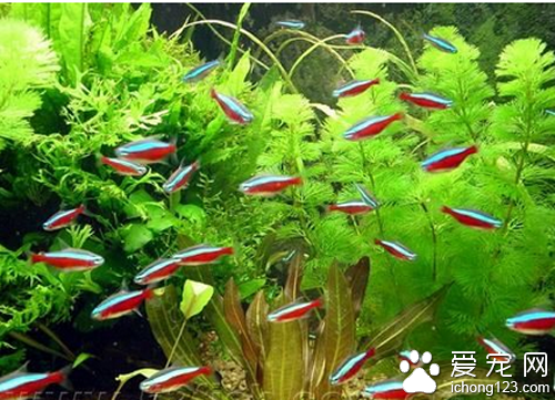 宝莲灯鱼怎么养 一般宝莲灯鱼饲养不简单